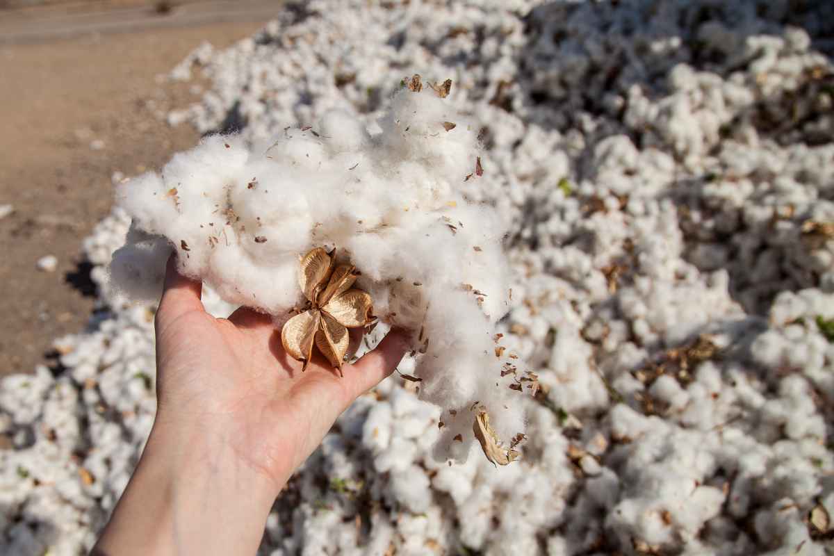 Cotton Imports