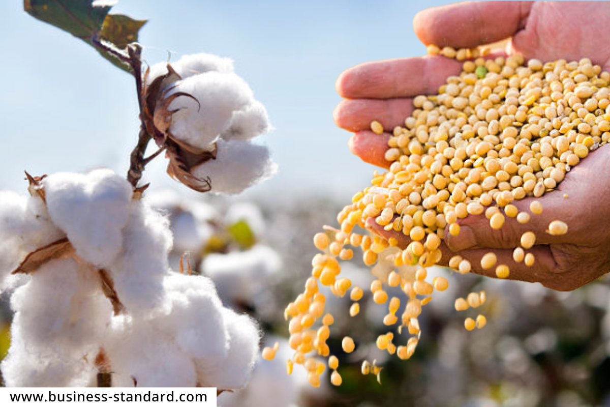 Oilseed crop Production :  गळीत धान्याच्या उत्पादन वाढीसाठी 524 कोटींचा आराखडा;  मराठवाड्याला होणार फायदा