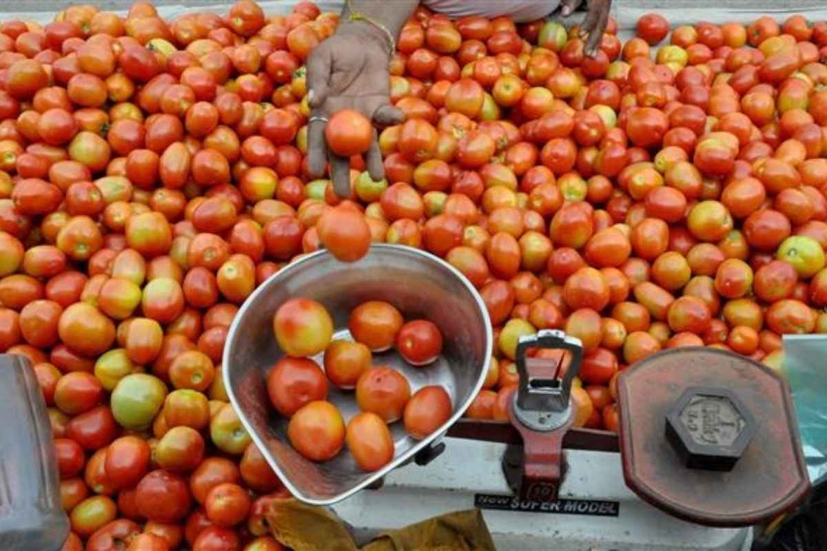 Tomato Price Reduced