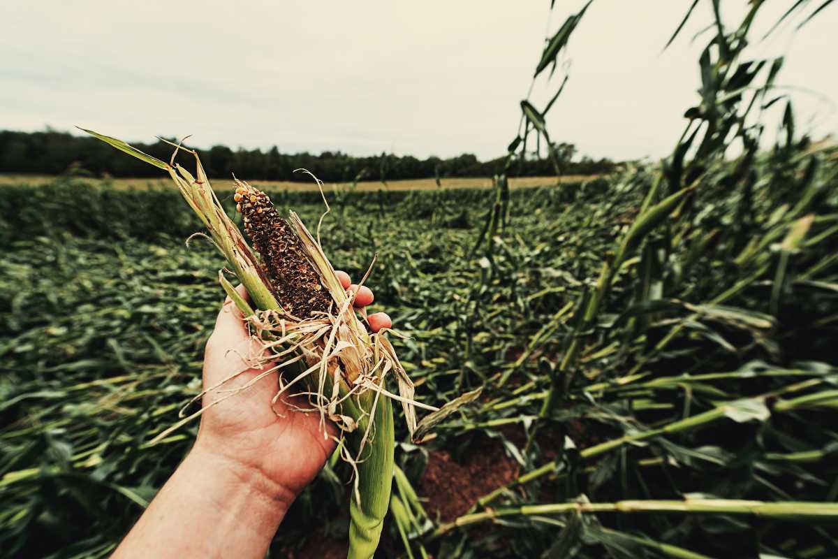 Crop Insurance Scheme in India