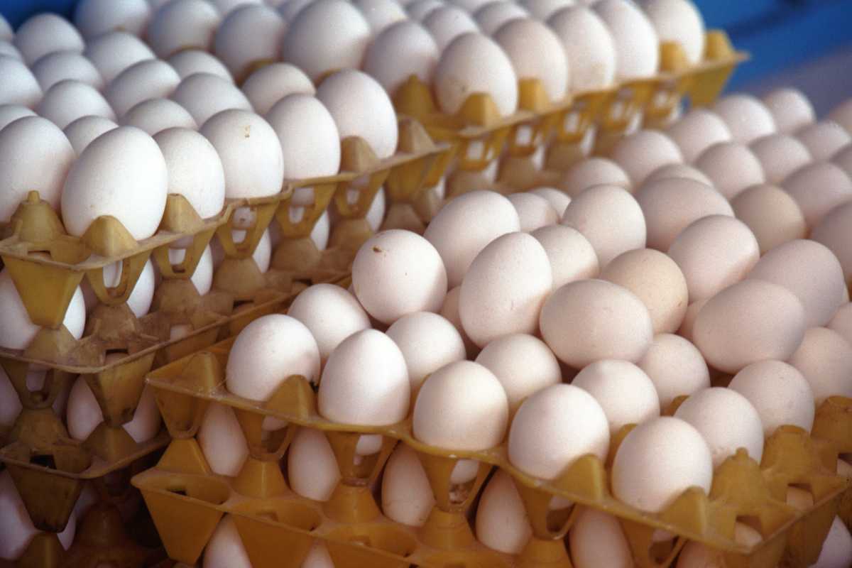 Shortage of eggs in Maharashtra