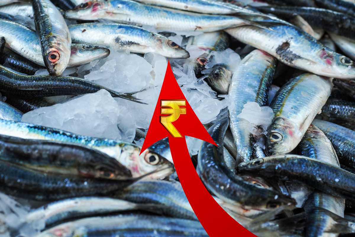 Fish Price Hike