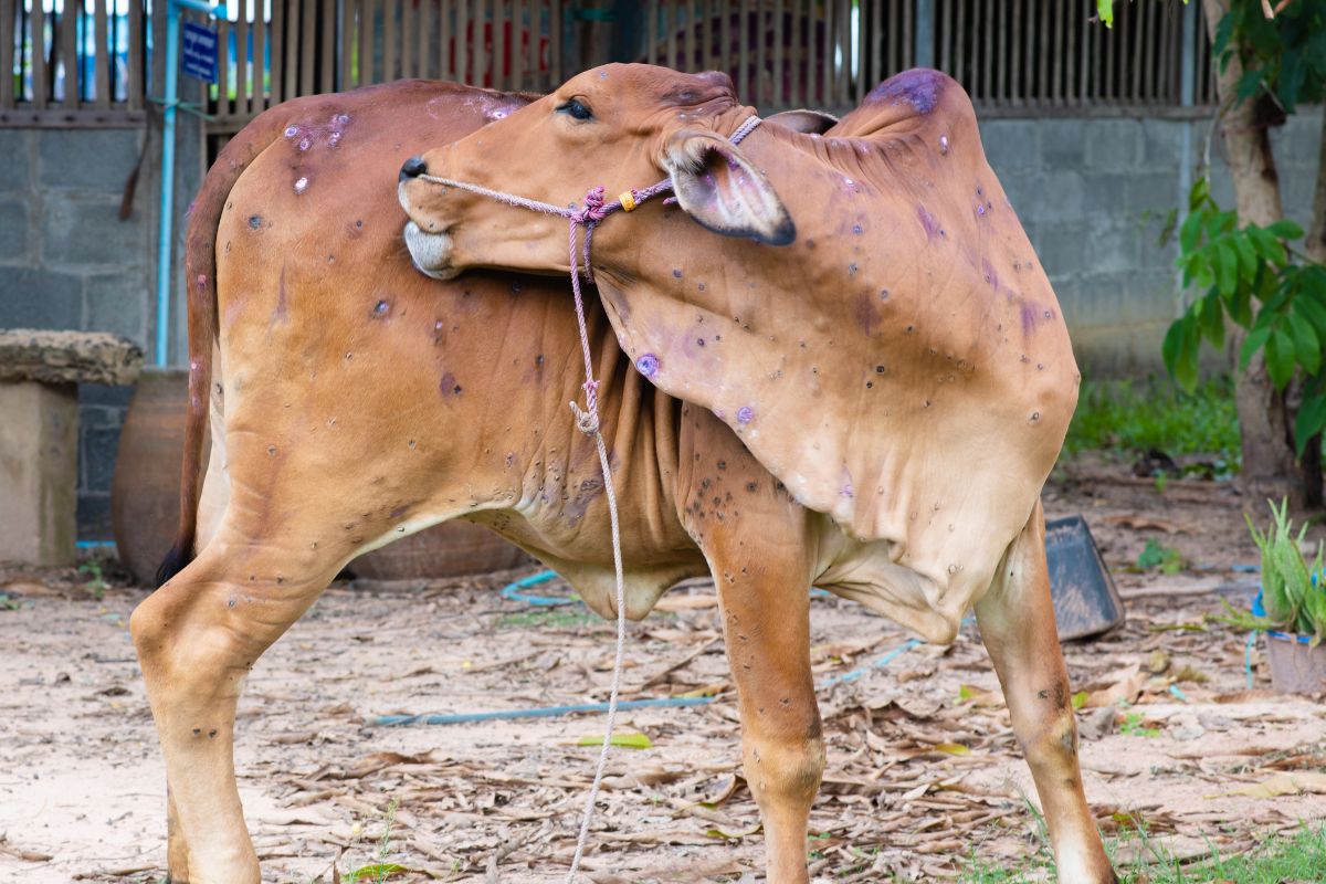 Lumpy Skin Disease