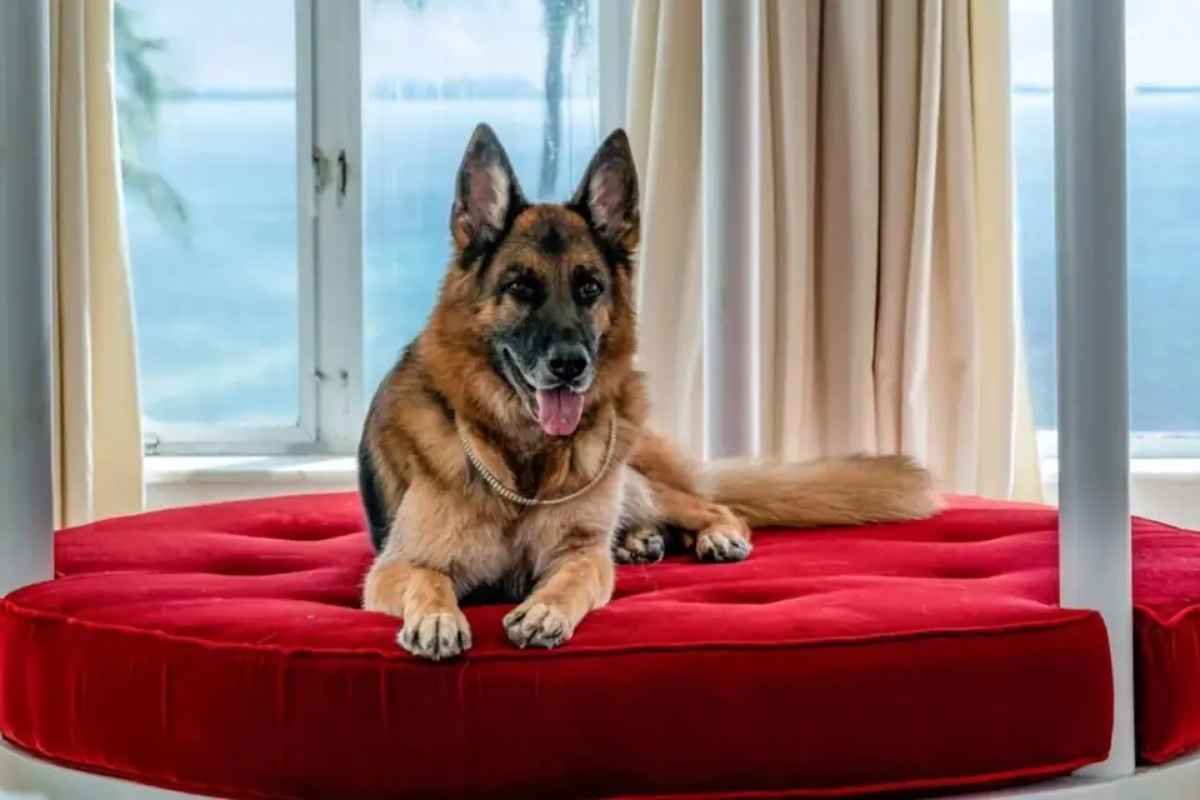 Richest Pets in the World