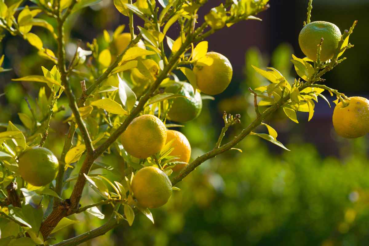 China Lemon Sale: चीनमध्ये कोविडचा प्रादुर्भाव पुन्हा वाढल्याने लिंबाची मागणी का वाढू लागली?