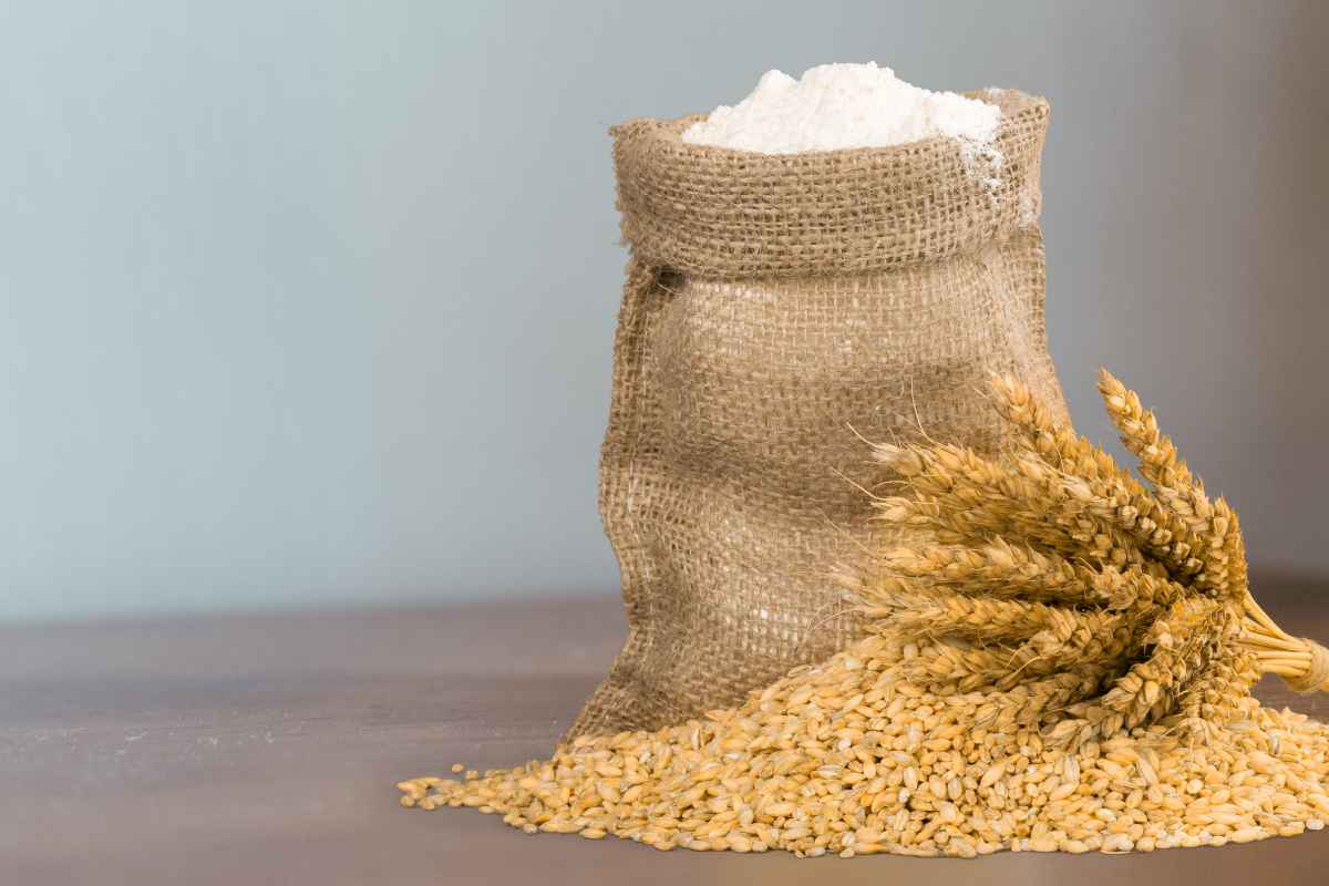 New Variety Of Wheat