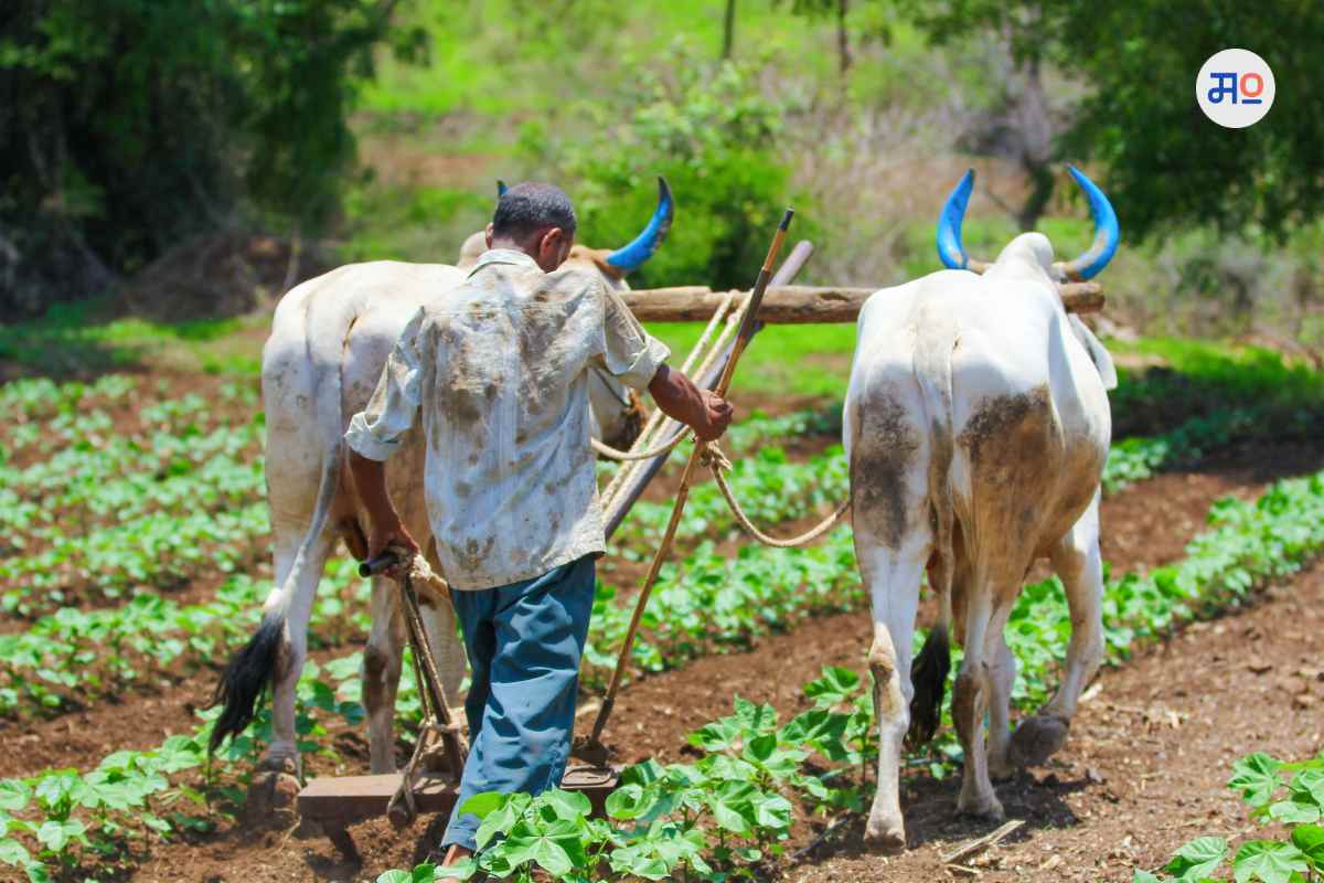 PM Kisan 15th instalment: शेतकऱ्यांना 'या' तारखेपर्यंत मिळणार 15 वा हप्ता? असा करा लगेच अर्ज