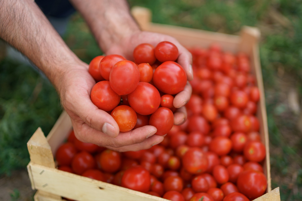 tomato hike price