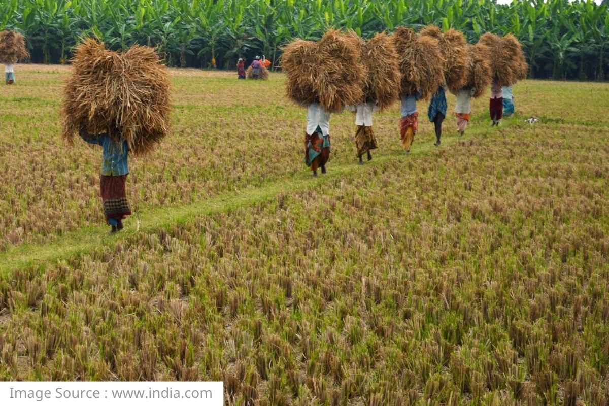 What is Crop Insurance