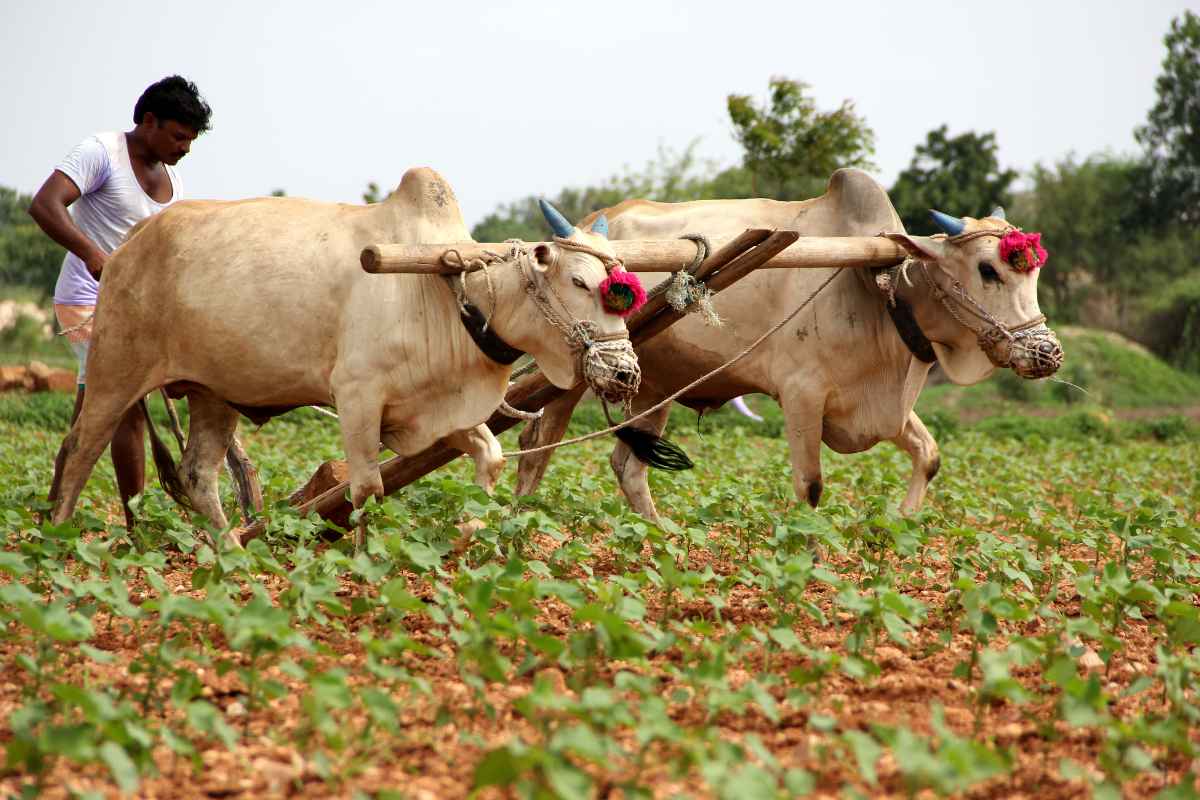 ‘Vikel Te Pikel’ initiative