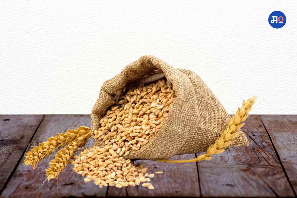 MSP wheat purchases increase 13%