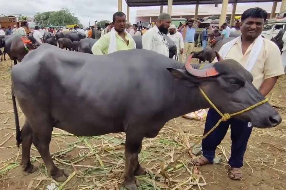 Badnera Weekly Market