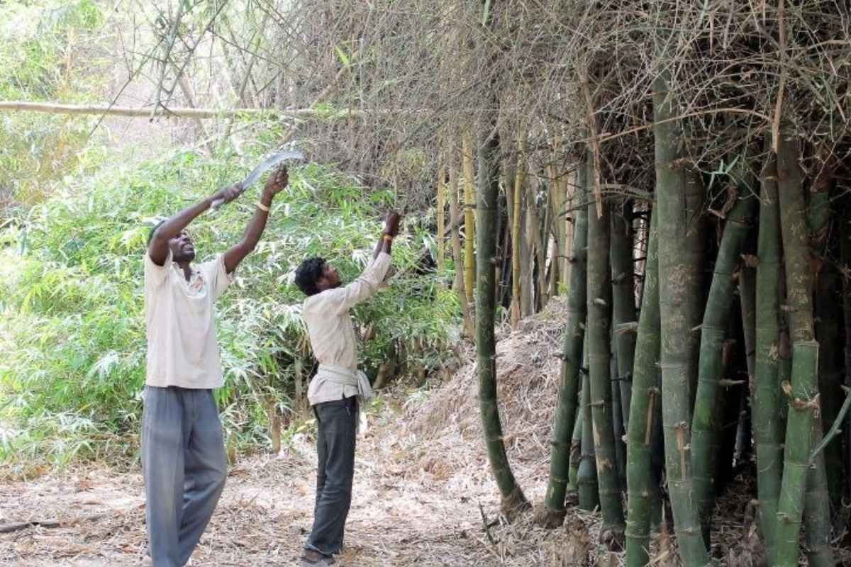bamboo farming