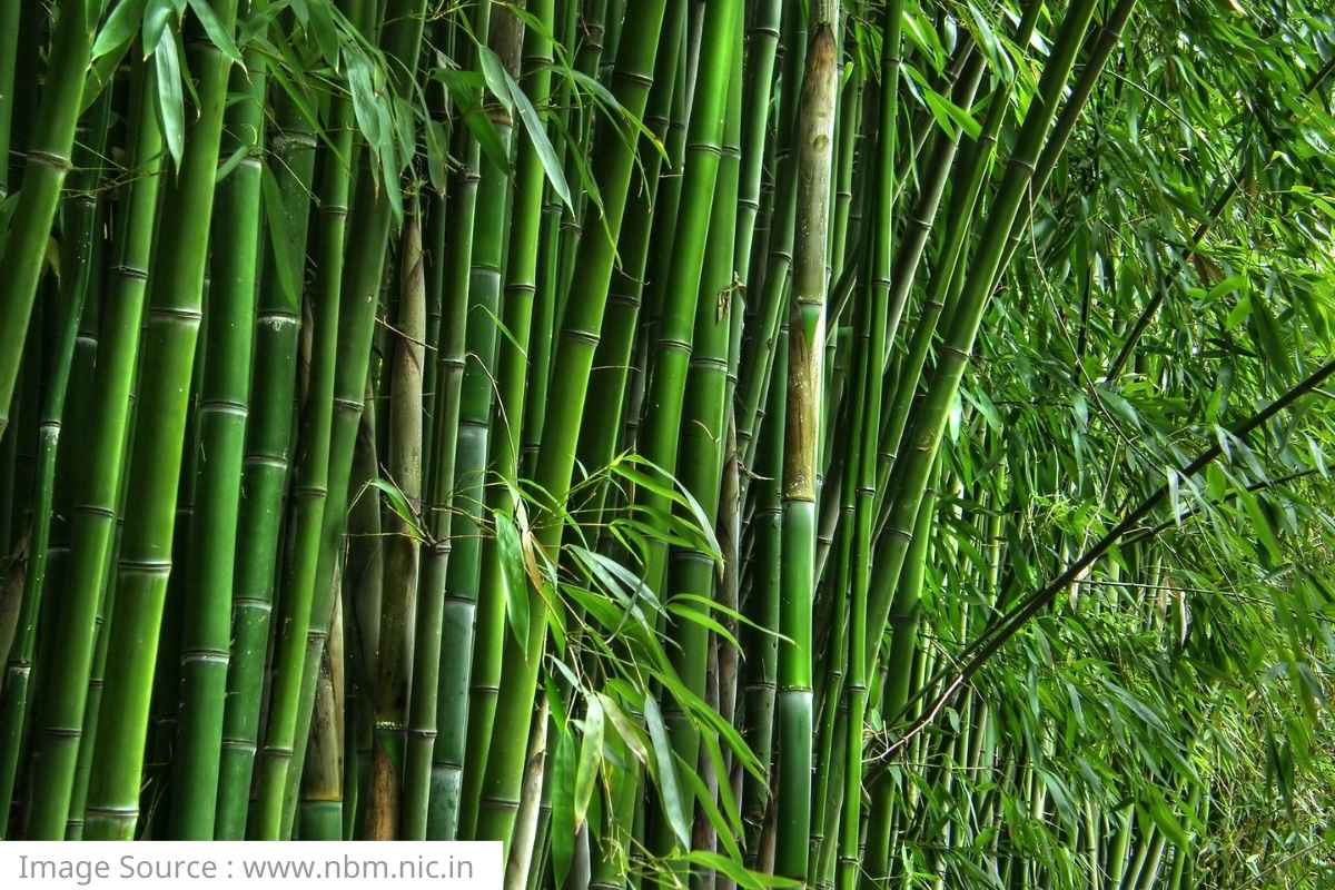 Bamboo Framing