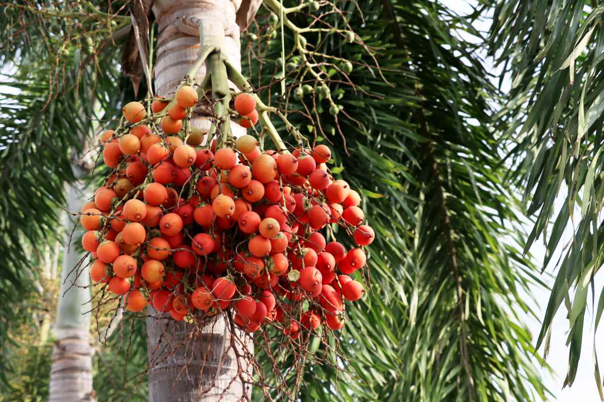 Betel Nut Farming