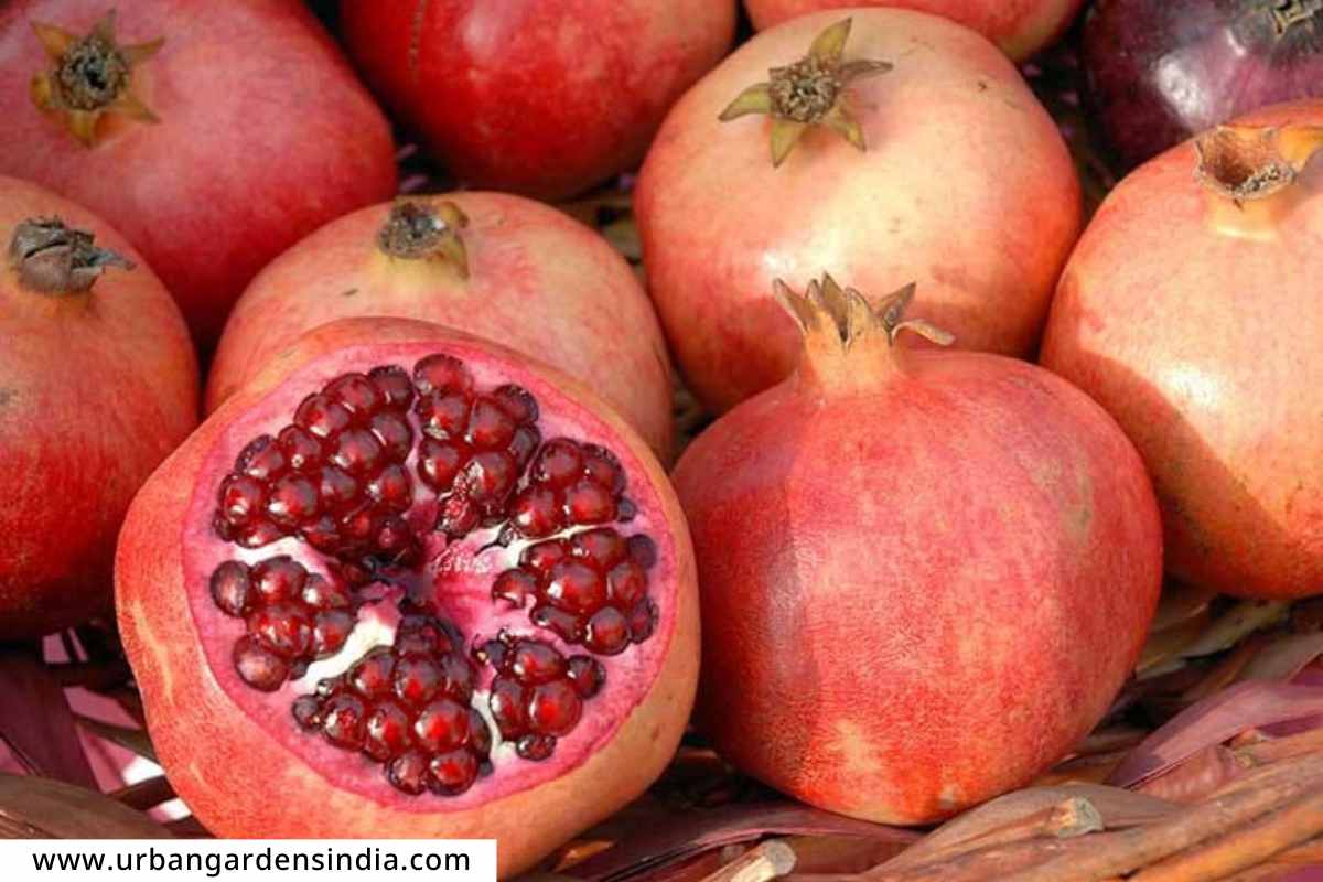 BHAGWA Pomegranate : भगवा डाळिंबांची अमेरिकेला निर्यात; भविष्यात मिळणार अधिक दर
