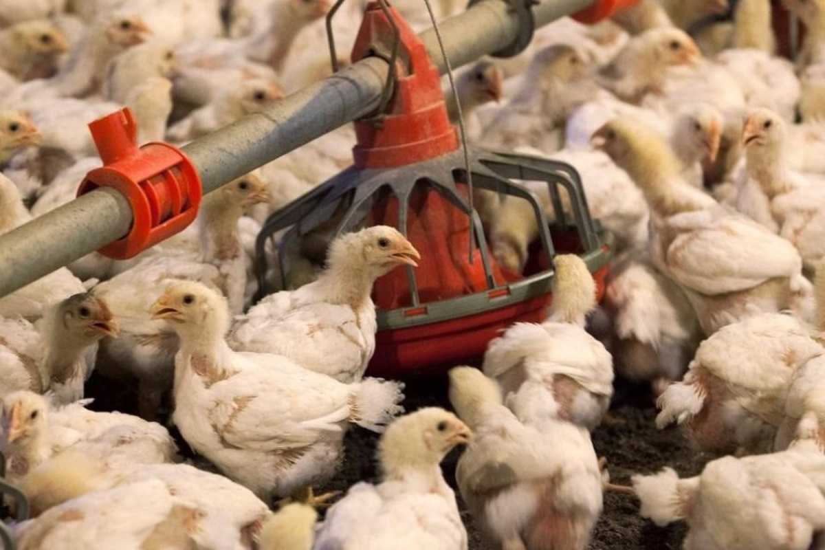 Bird flu outbreak in kerala