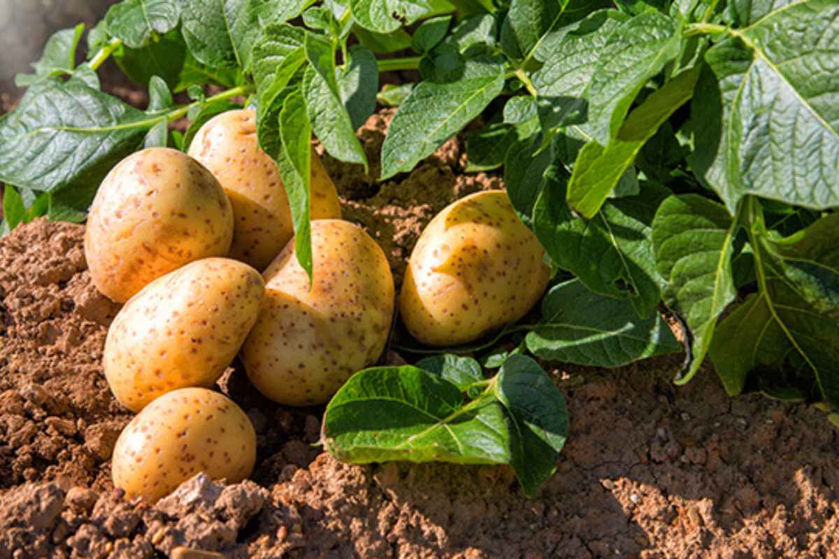 Bumper crop of potatoes