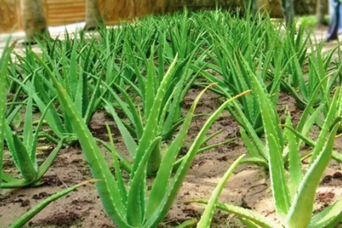 Business Idea: ऋतू कोणताही असो, 'हा' व्यवसाय तेजीतच! महिन्याला करून देईल 1 लाखांची कमाई