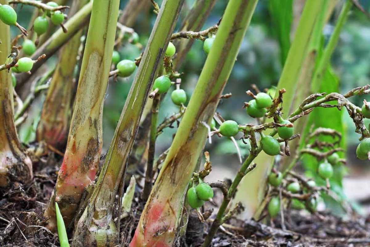 Cardamom Farming