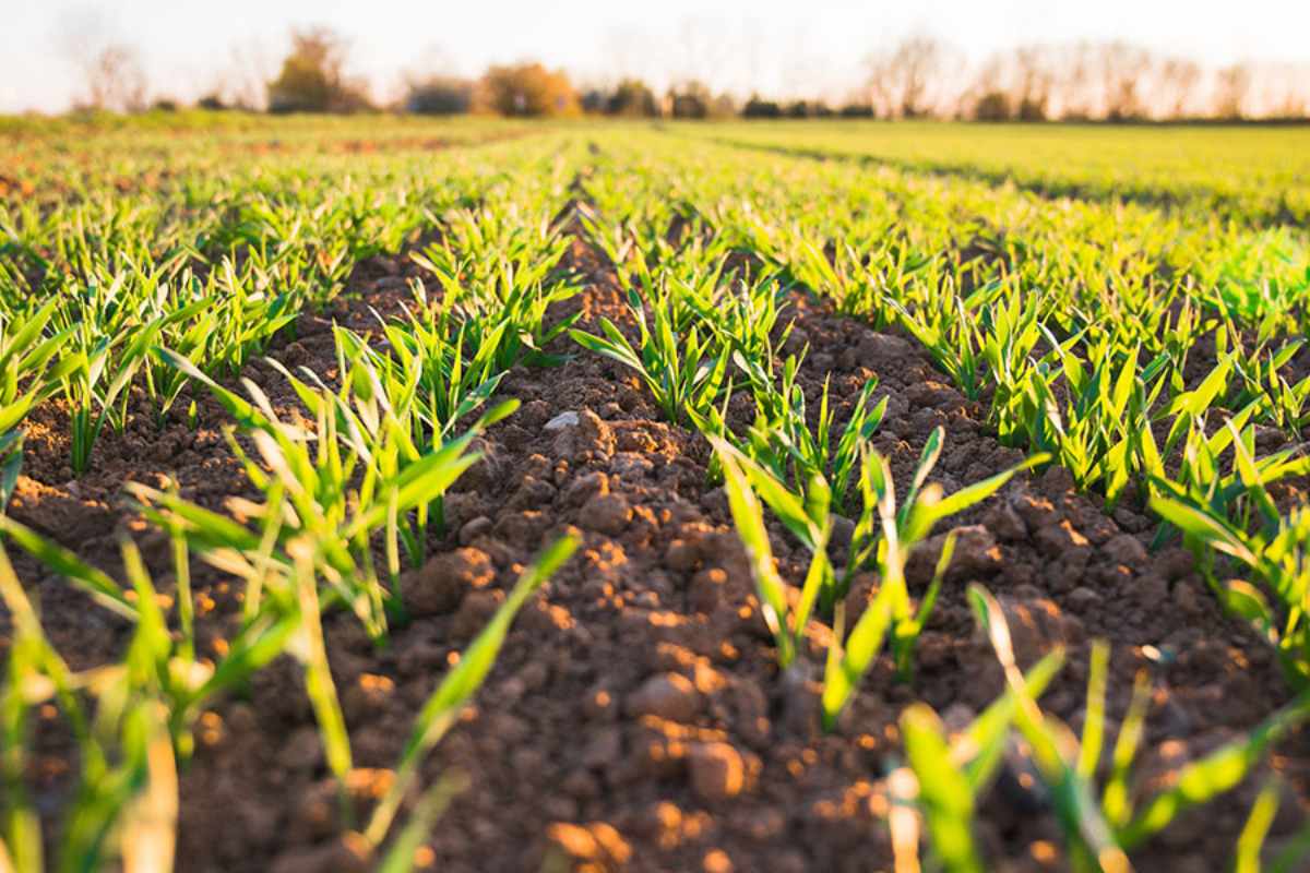 Career Opportunities