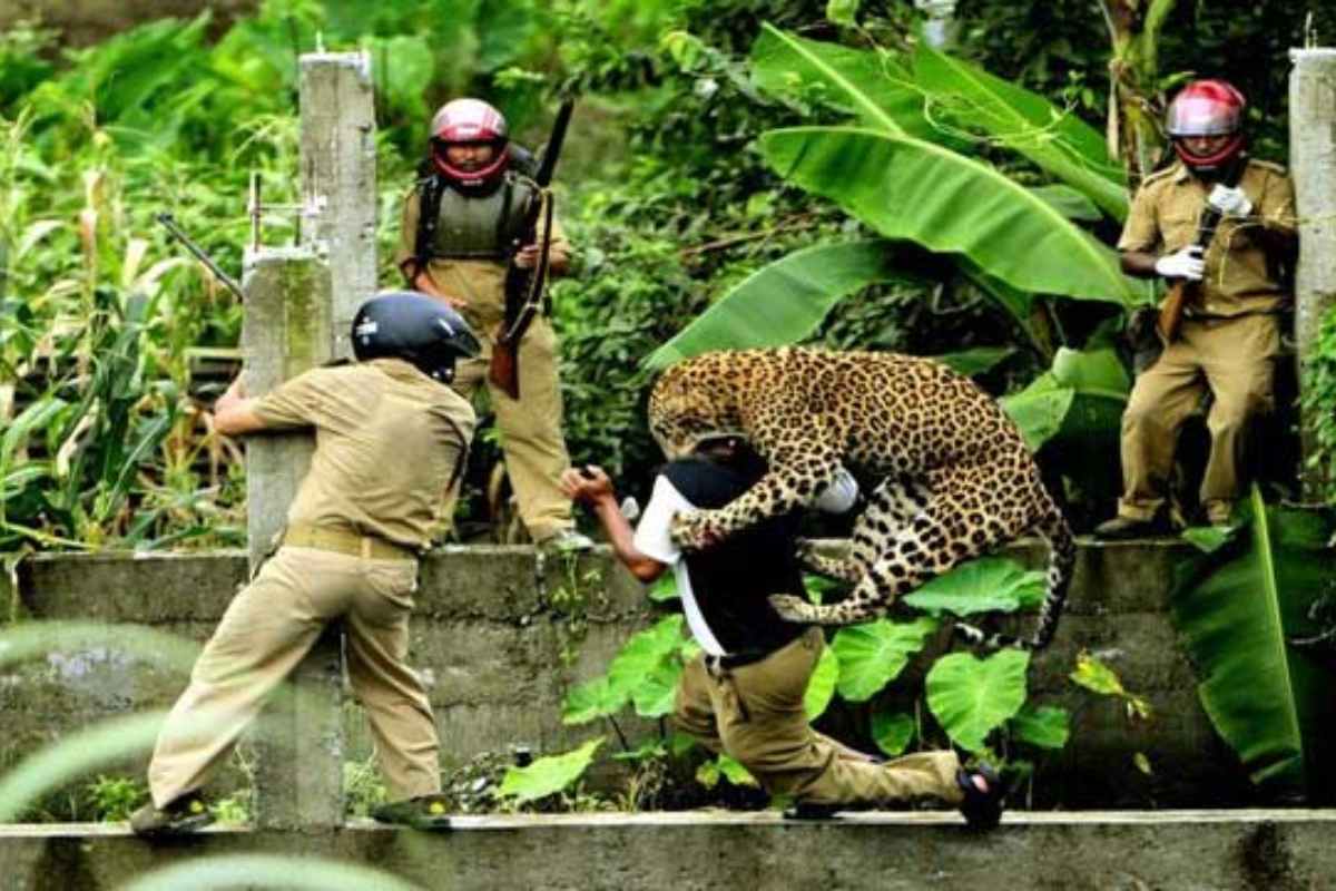 Wild animal attack : वन्य प्राण्यांच्या हल्ल्यातील पीडितास 30 दिवसात नुकसान भरपाई; दिरंगाई झाल्यास व्याजही मिळणार