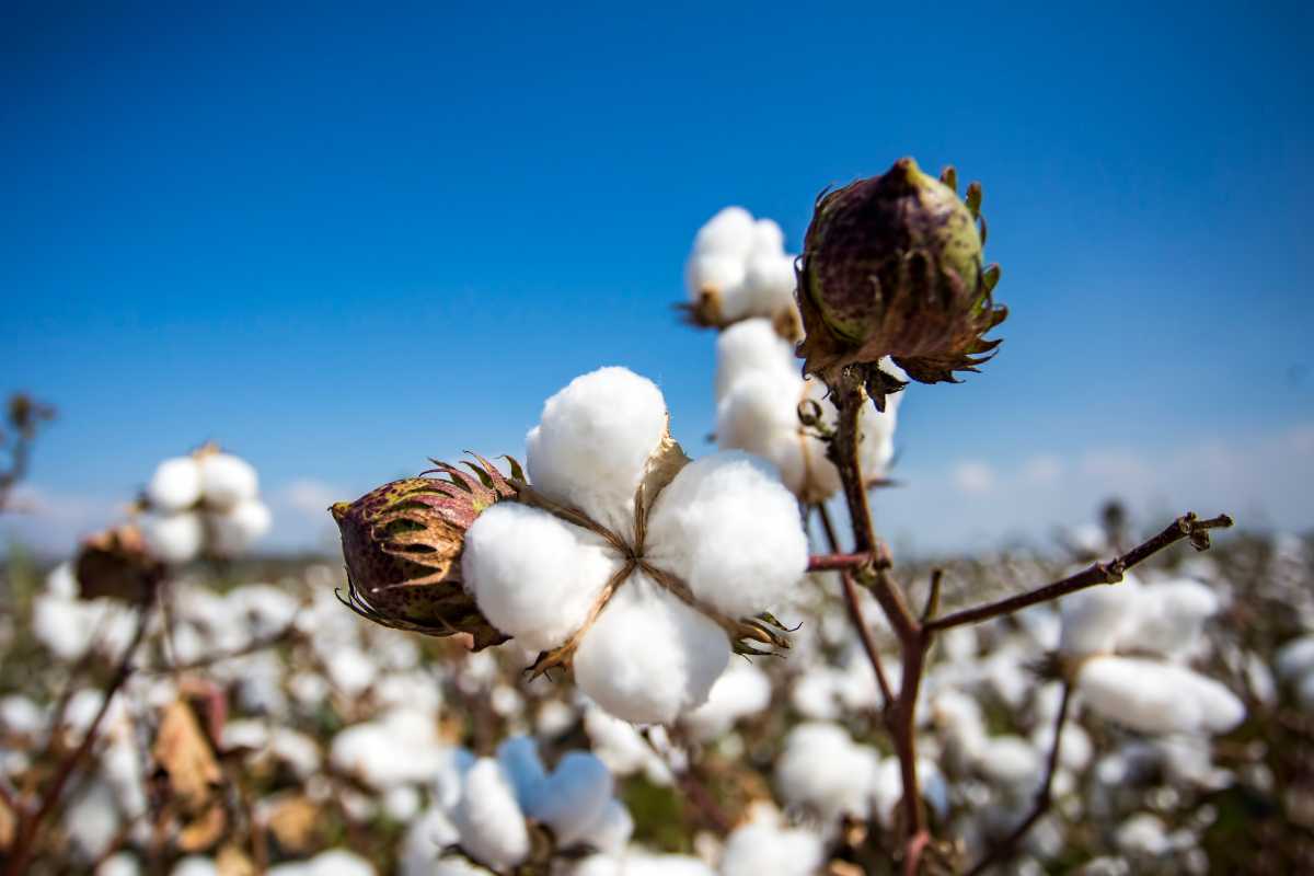 Cotton prices