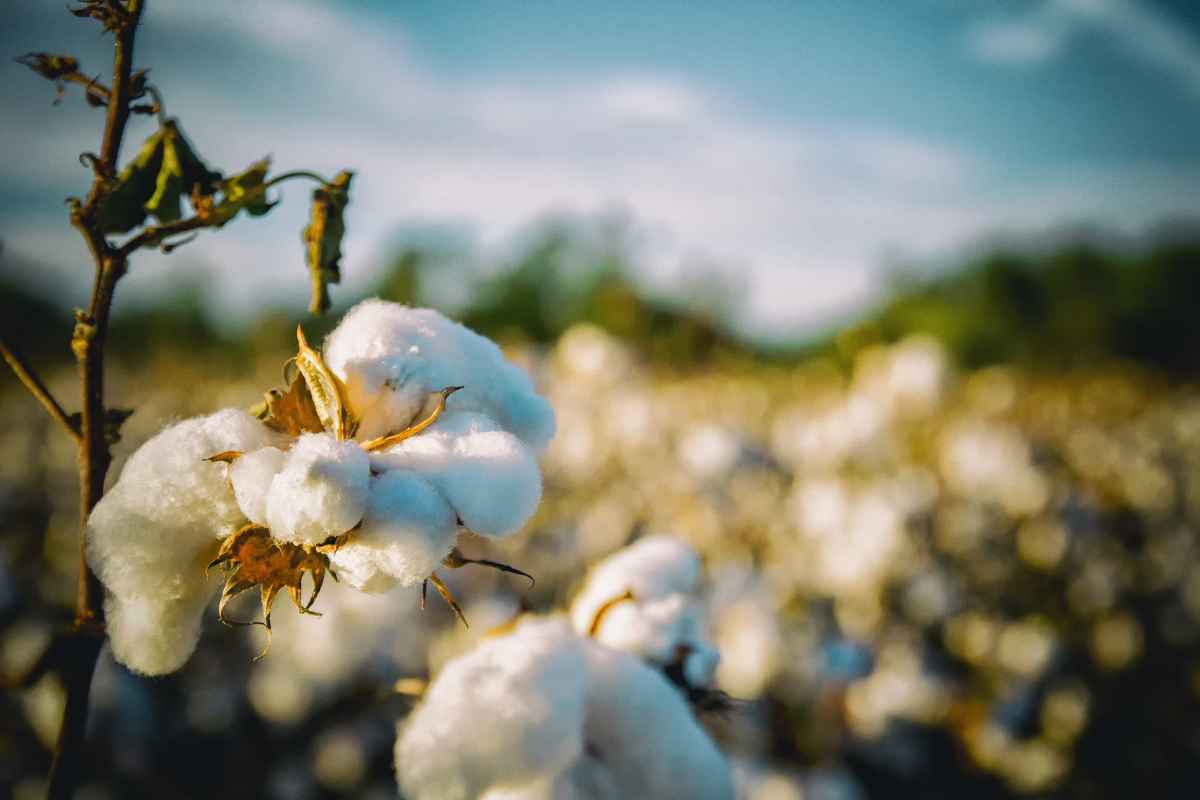 Fall in cotton price