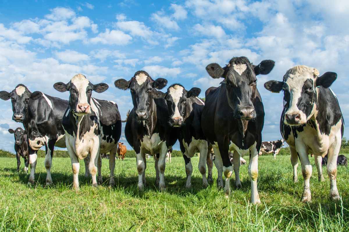 Big news for the Animal Husbandry