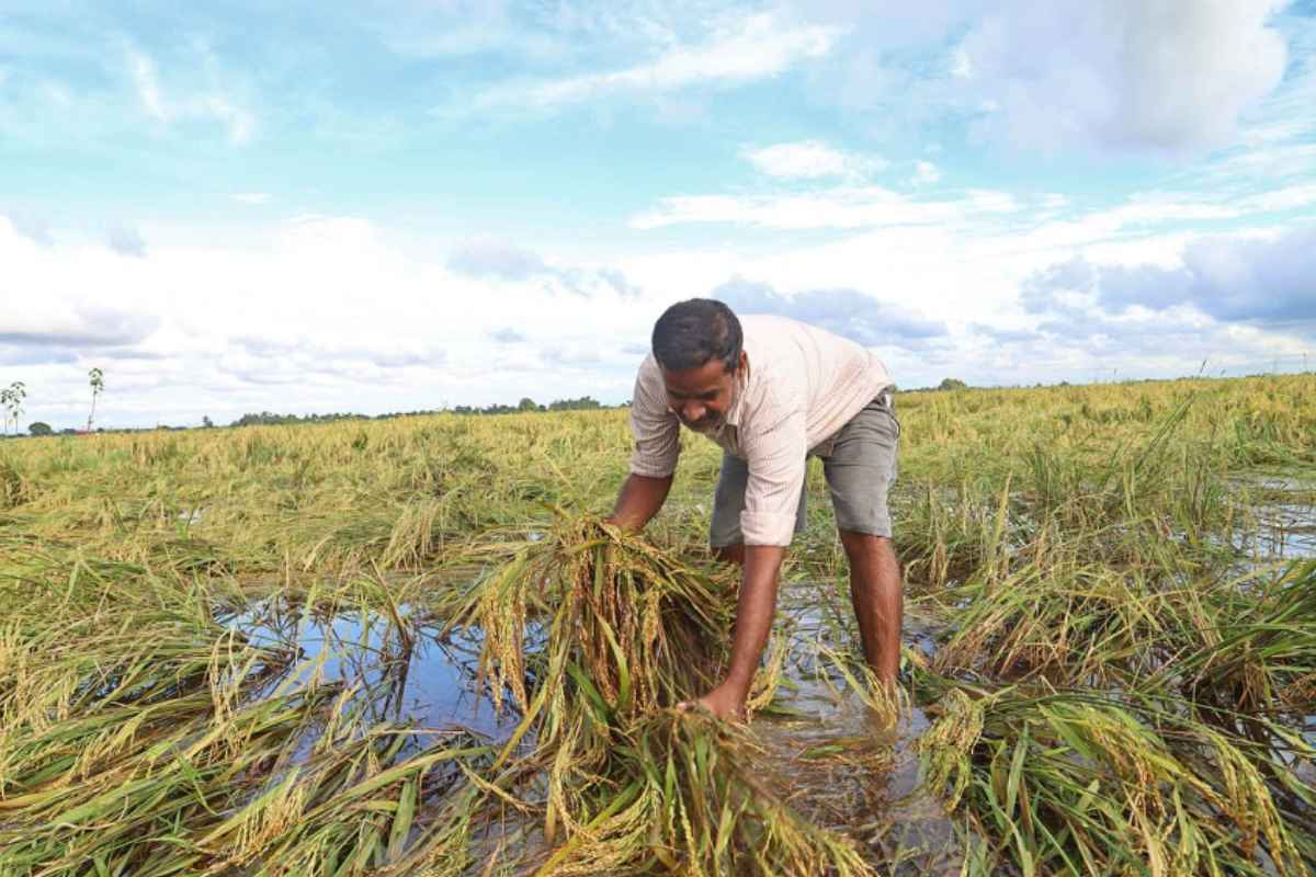 Crop loss due to Heavy rain: महागाईत पावसाची भर, विविध राज्यांत कमी-जास्त पाऊस; पिकांचं अतोनात नुकसान