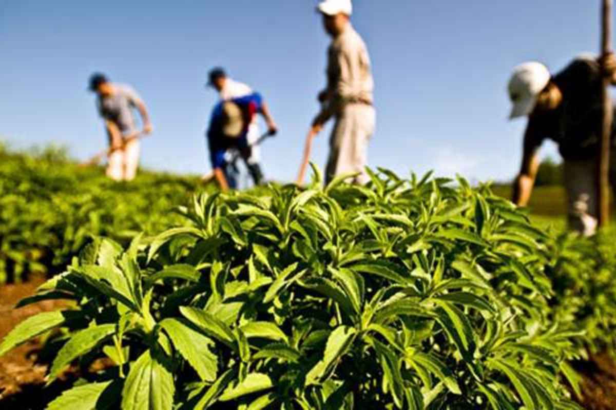 Stevia Farming