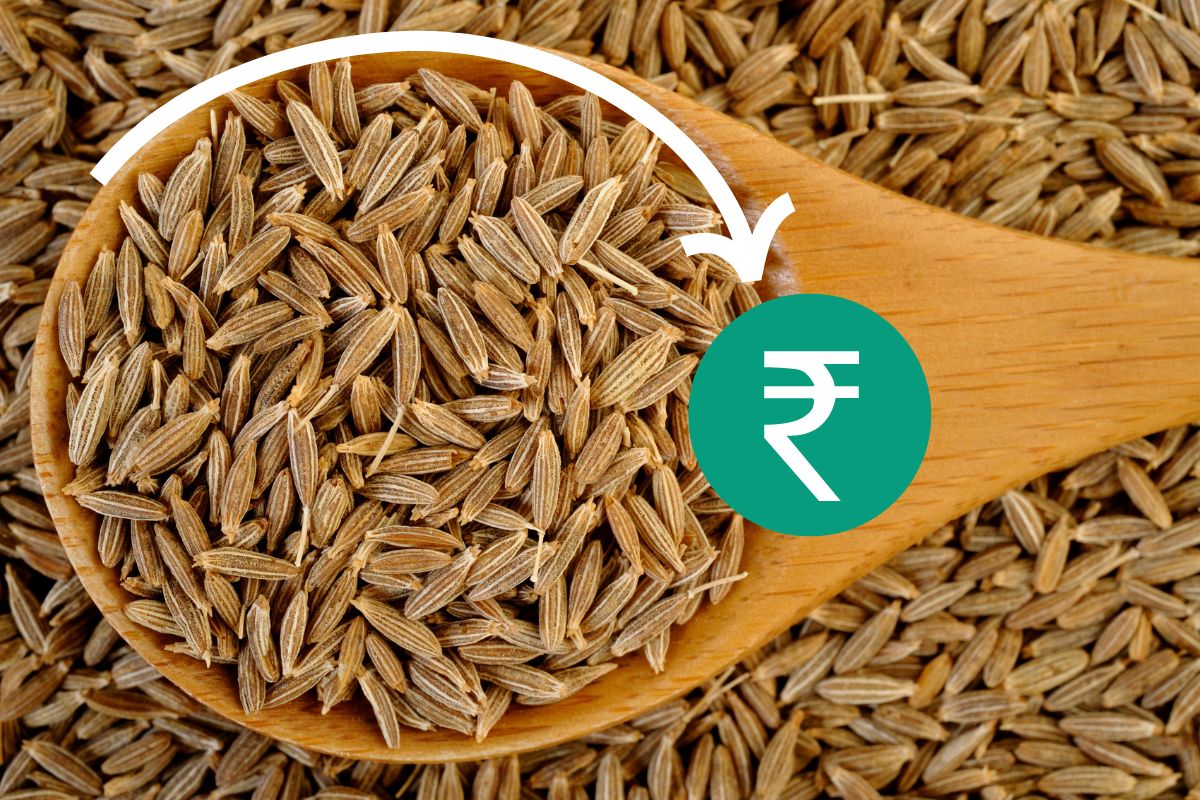 Cumin Seed Price touch record high