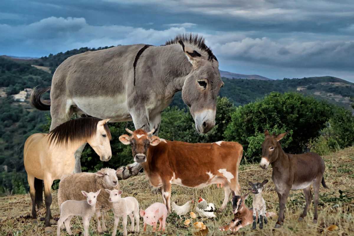 Donkey Fair in Maharashtra