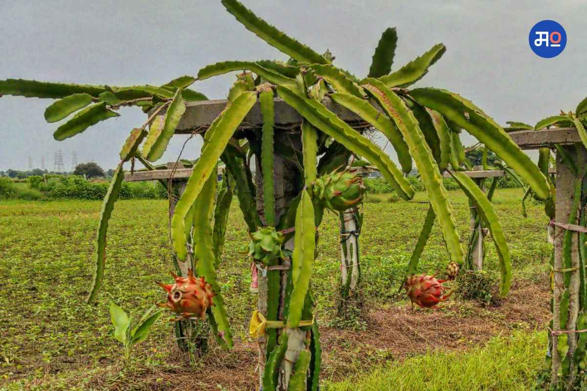 Dragon Fruit Farming