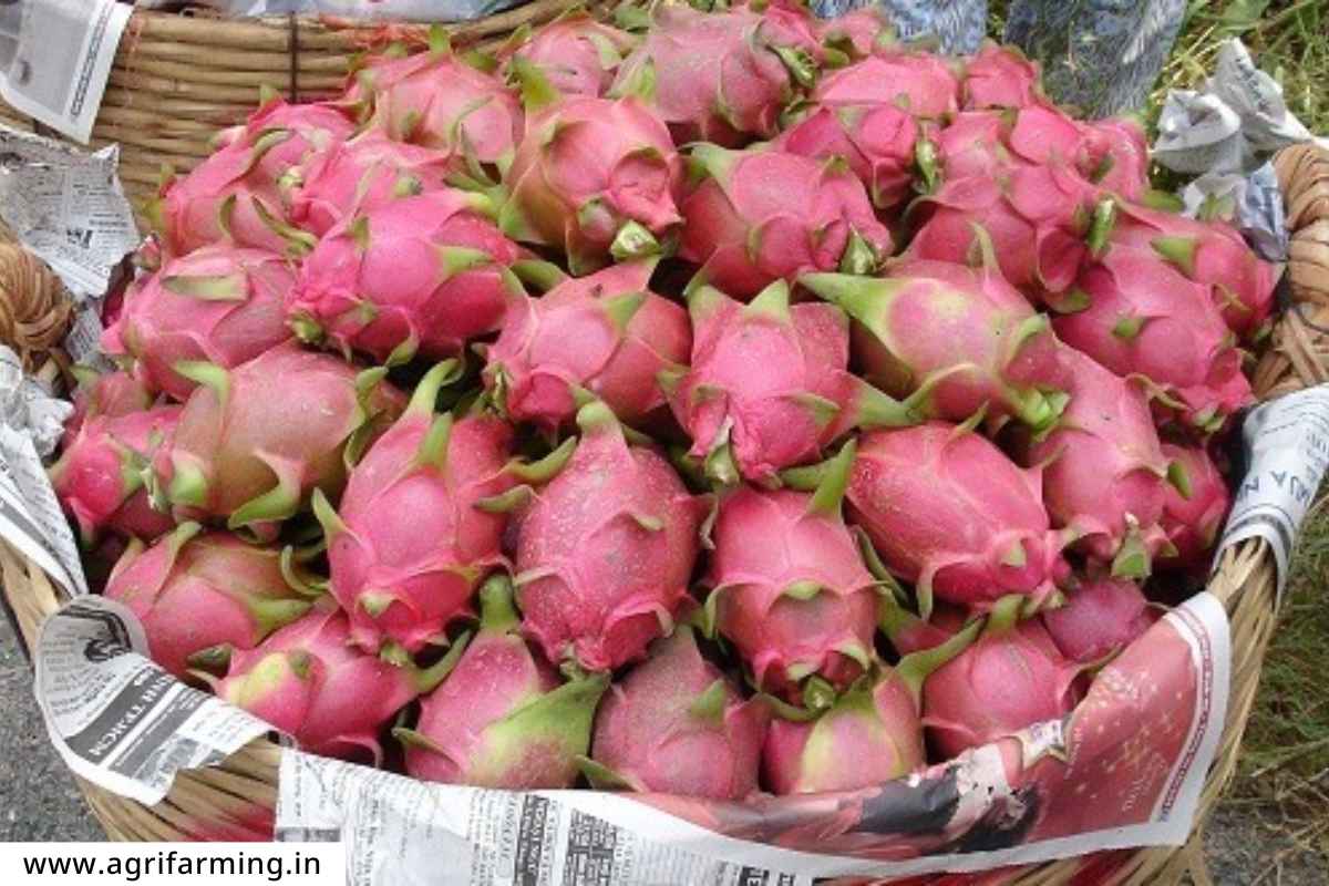 Dragon Fruit Farming