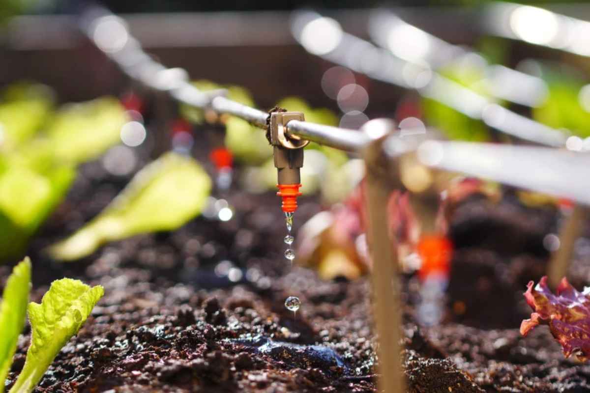 Drip Irrigation: थोडा खर्च करा अन् हजारो रुपयांसह श्रम वाचवा... जाणून घ्या शेतीसाठी उपयुक्त ठिबक सिंचन तंत्रज्ञान