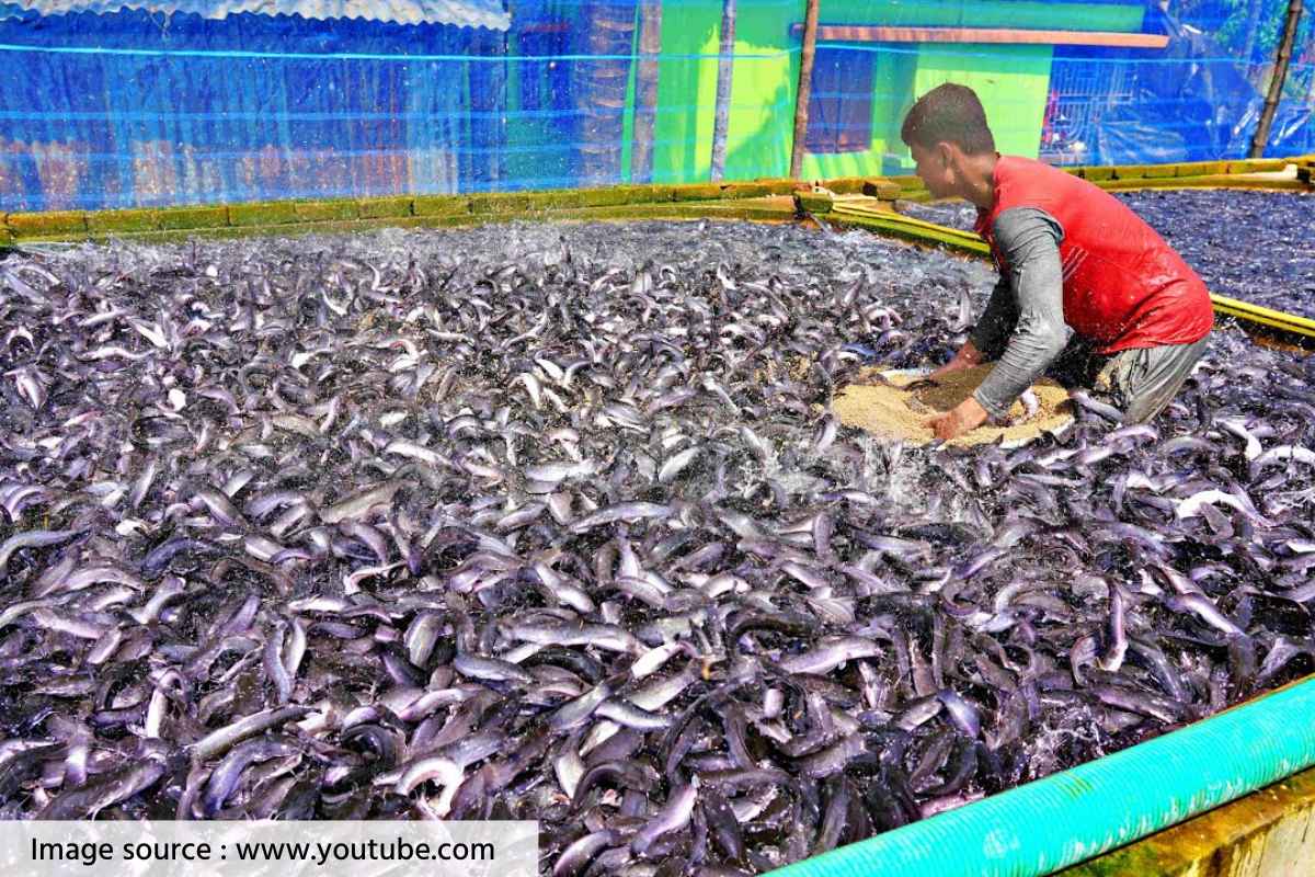 fish farming model