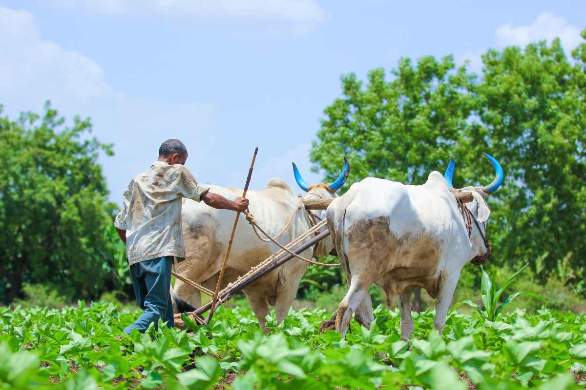 El Nino : खरीप पेरणीसाठी बियाणांची उपलब्धता तपासावी, एल निनोच्या पार्श्वभूमीवर राज्यांना केंद्राच्या सूचना