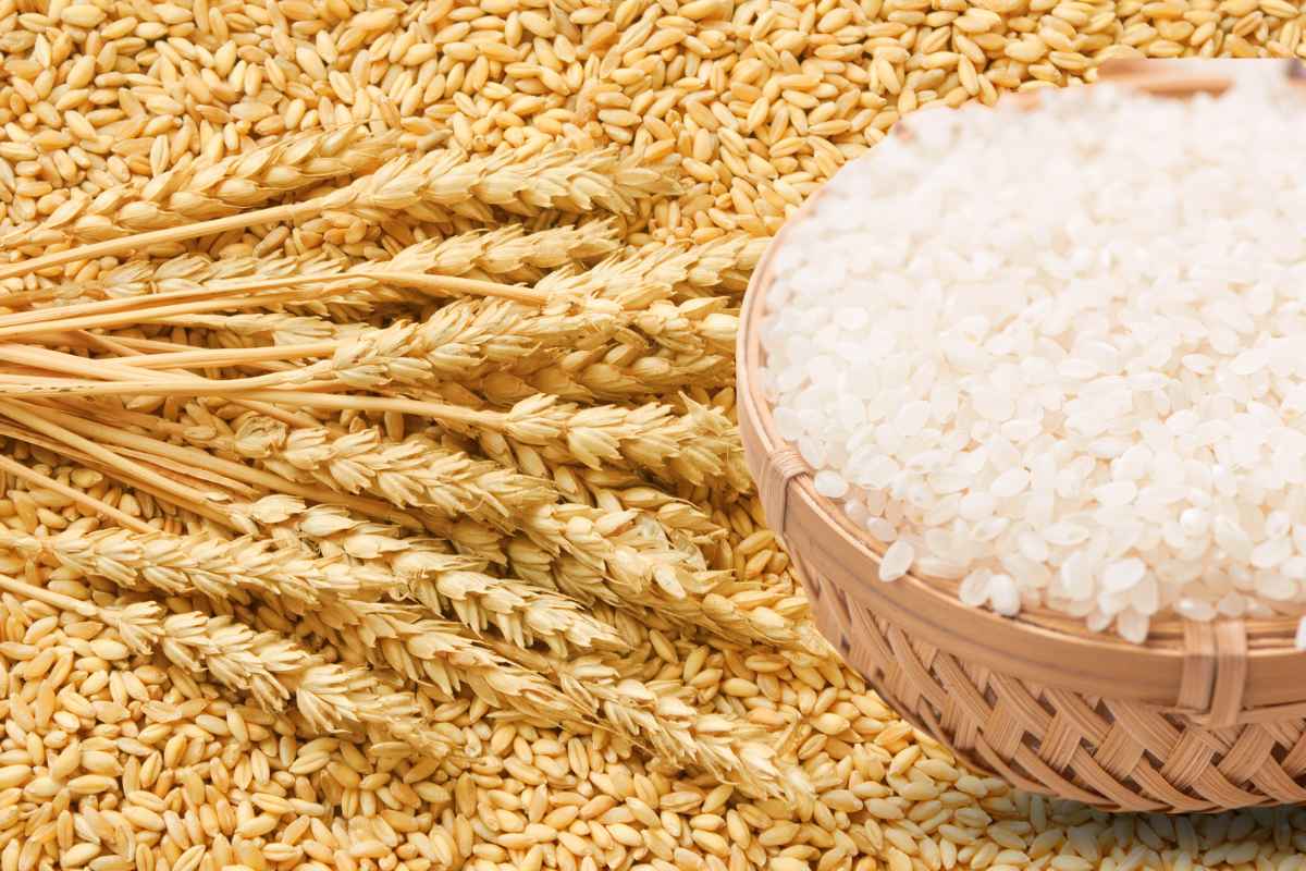 Wheat And Basmati Rice Export