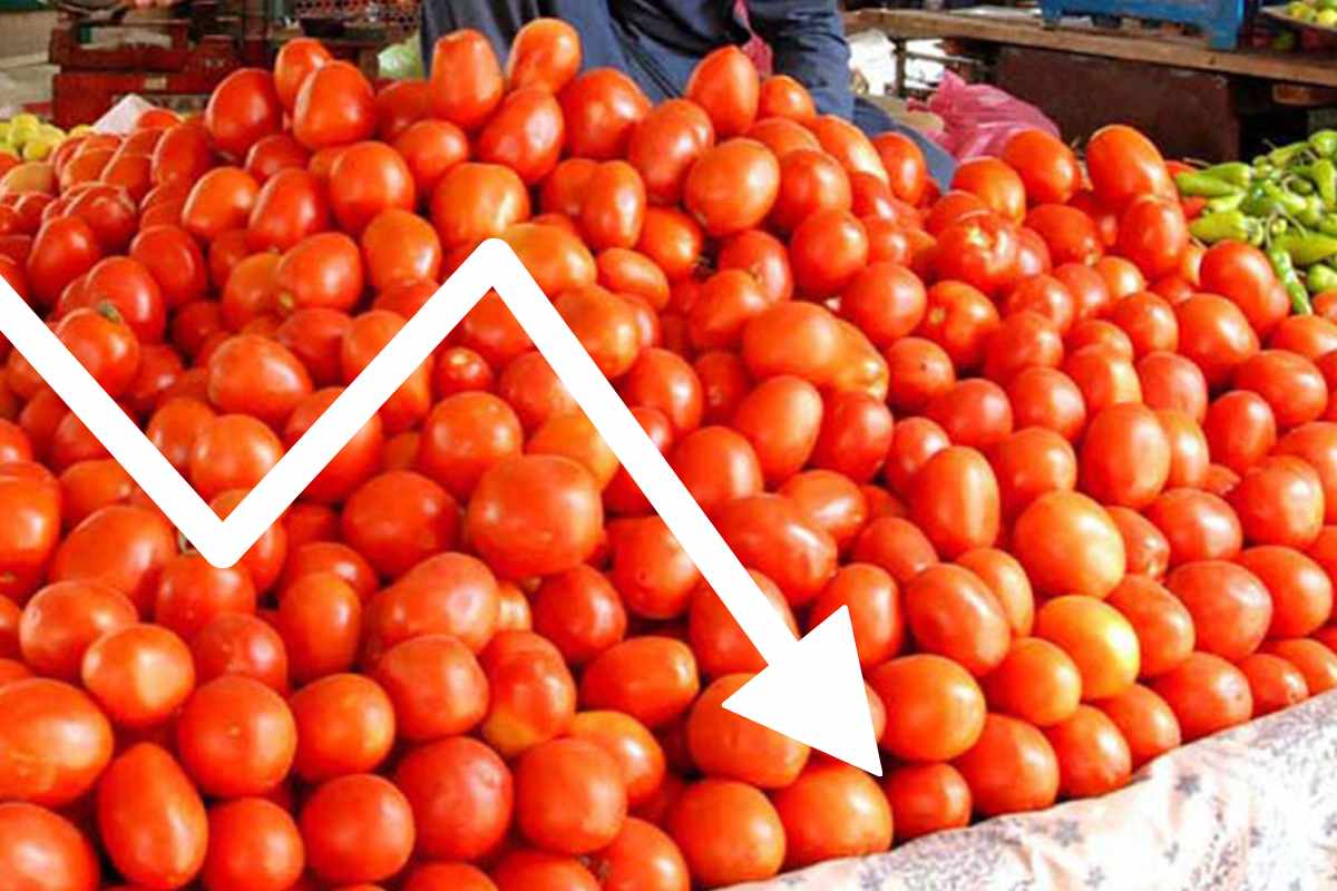 Tomato Price