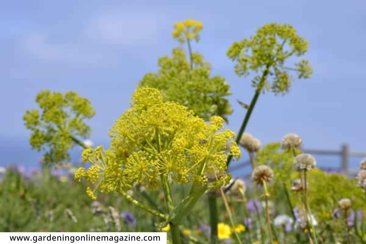 Cultivation of Asafoetida