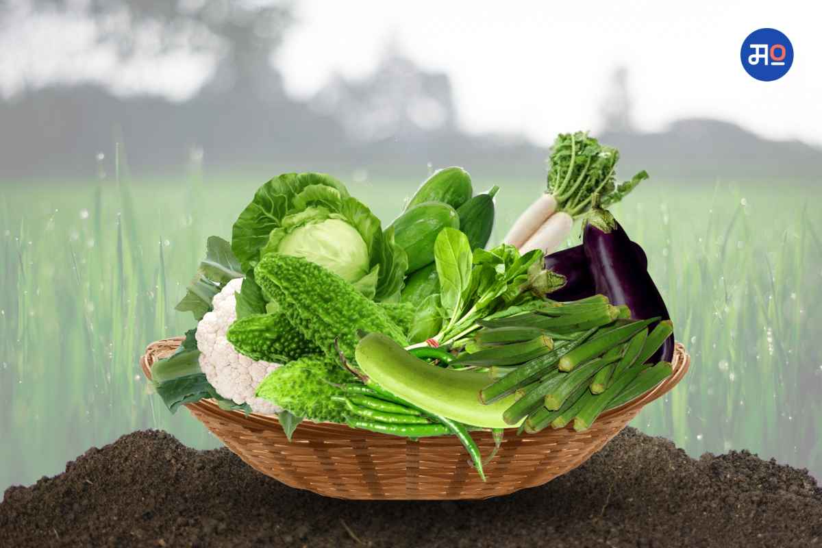 Cultivation Of Vegetables