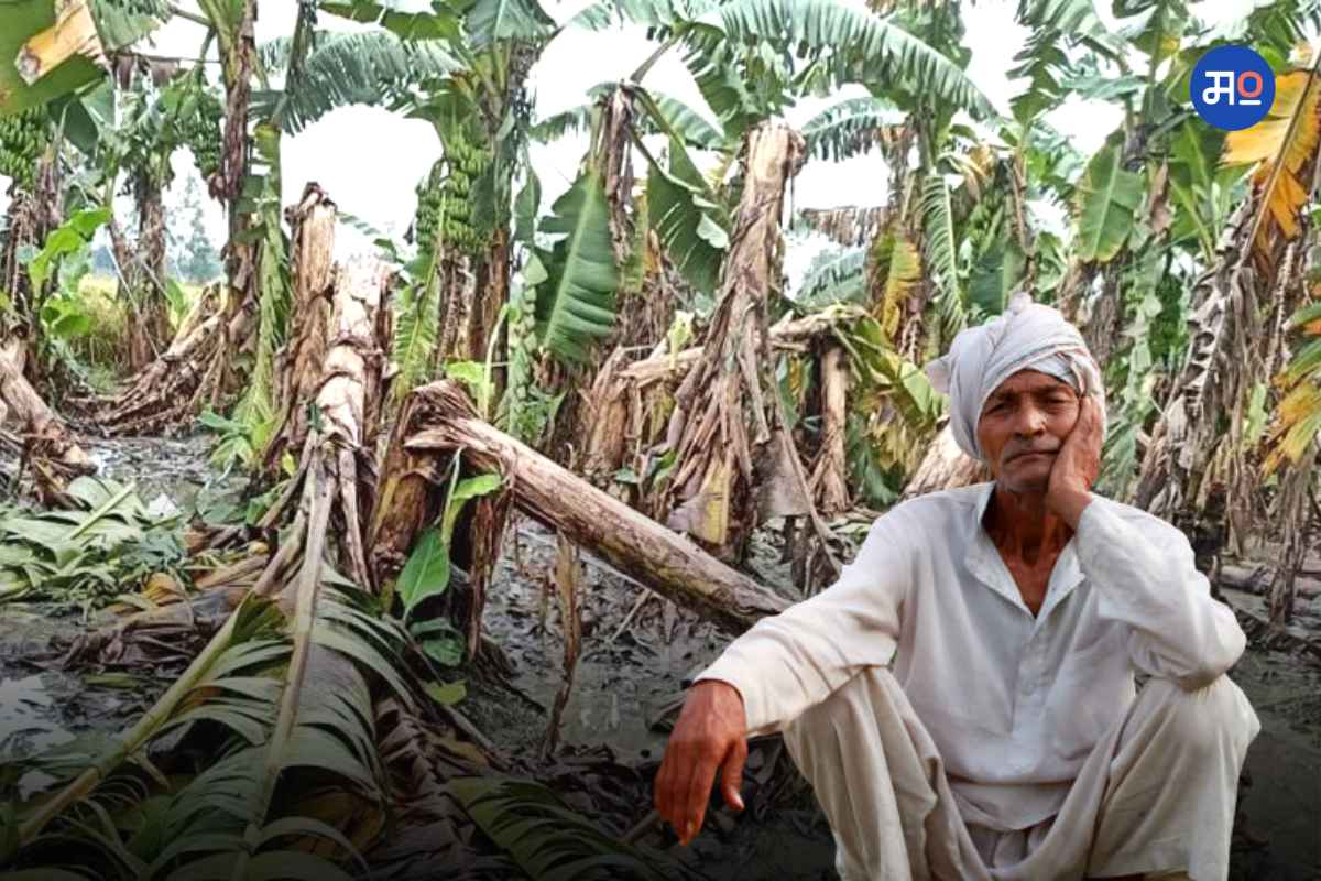 Crop Damage Compensation : अतिवृष्टीची नुकसान भरपाई म्हणून 26 लाख शेतकऱ्यांना 1500 कोटी मंजूर