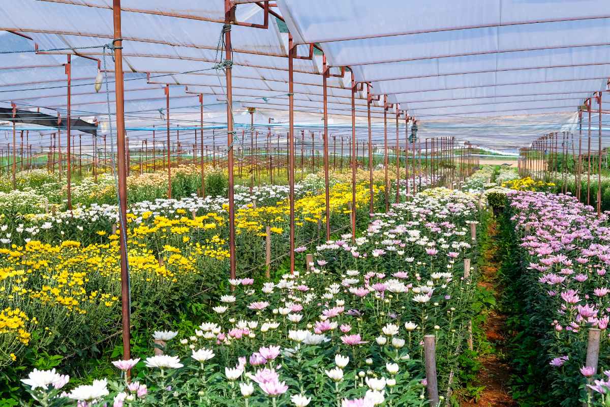 Flower Farming Subsidy Scheme