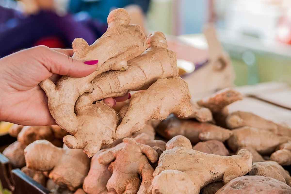 Ginger Price Hike : अद्रकाचा दर किलोला 220 रुपये; ऐन पावसाळ्यात अद्रकाचा चहा झाला महाग