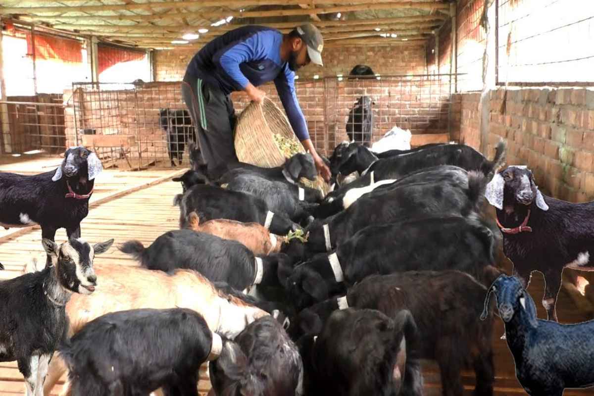 Goat Farming Business Loan