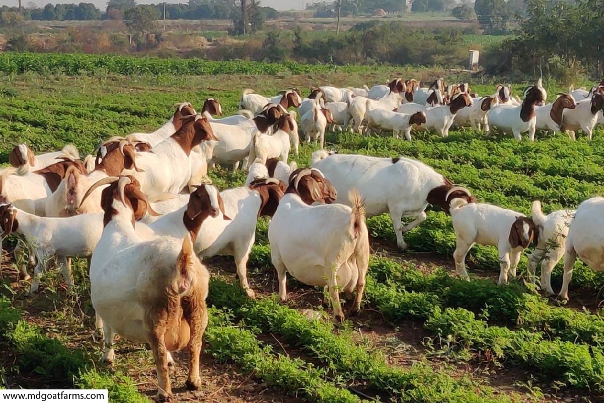Goat Farming Business
