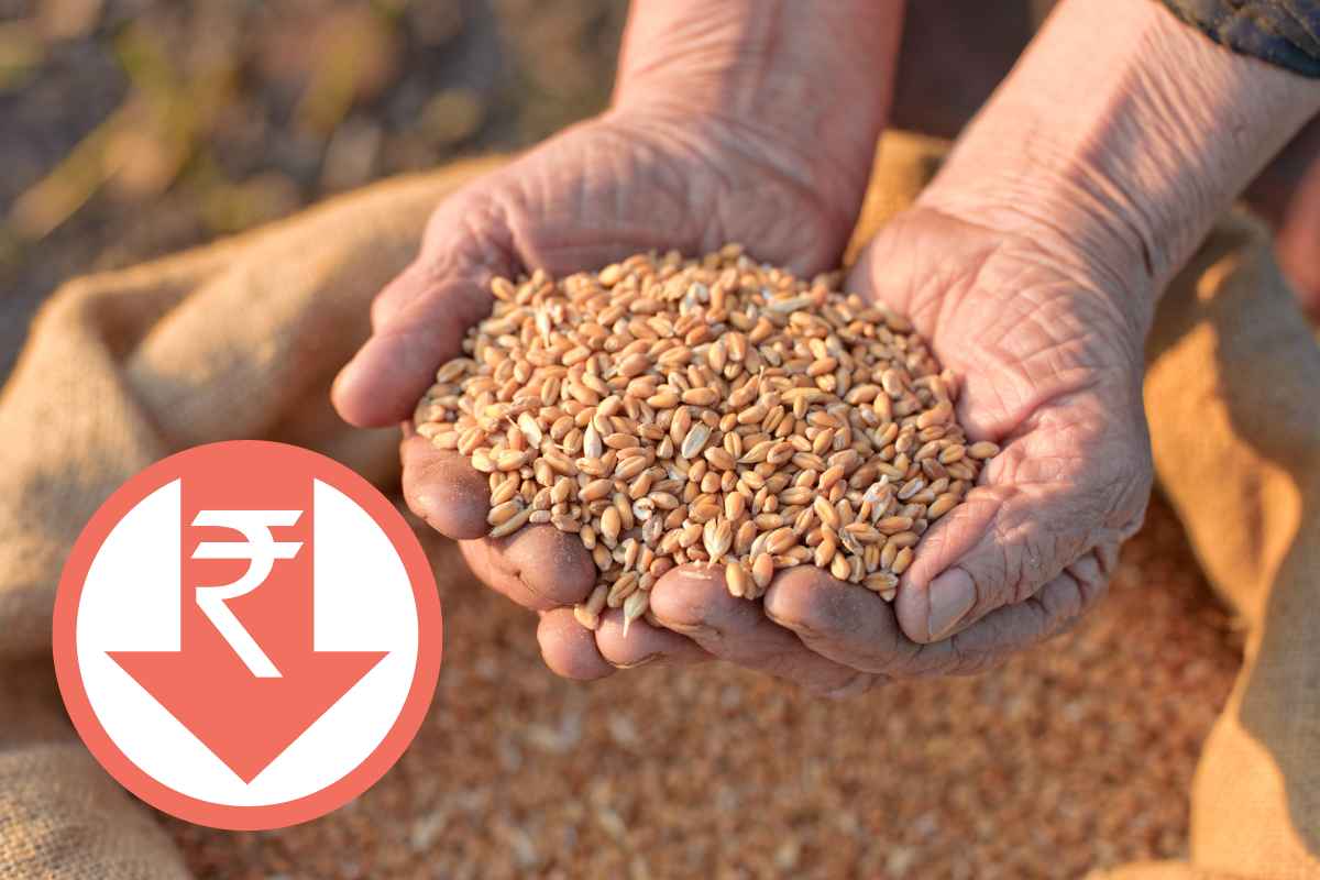 Wheat Prices in India