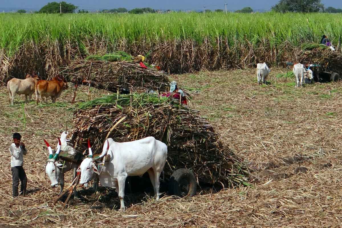 Payment of Sugarcane Workers