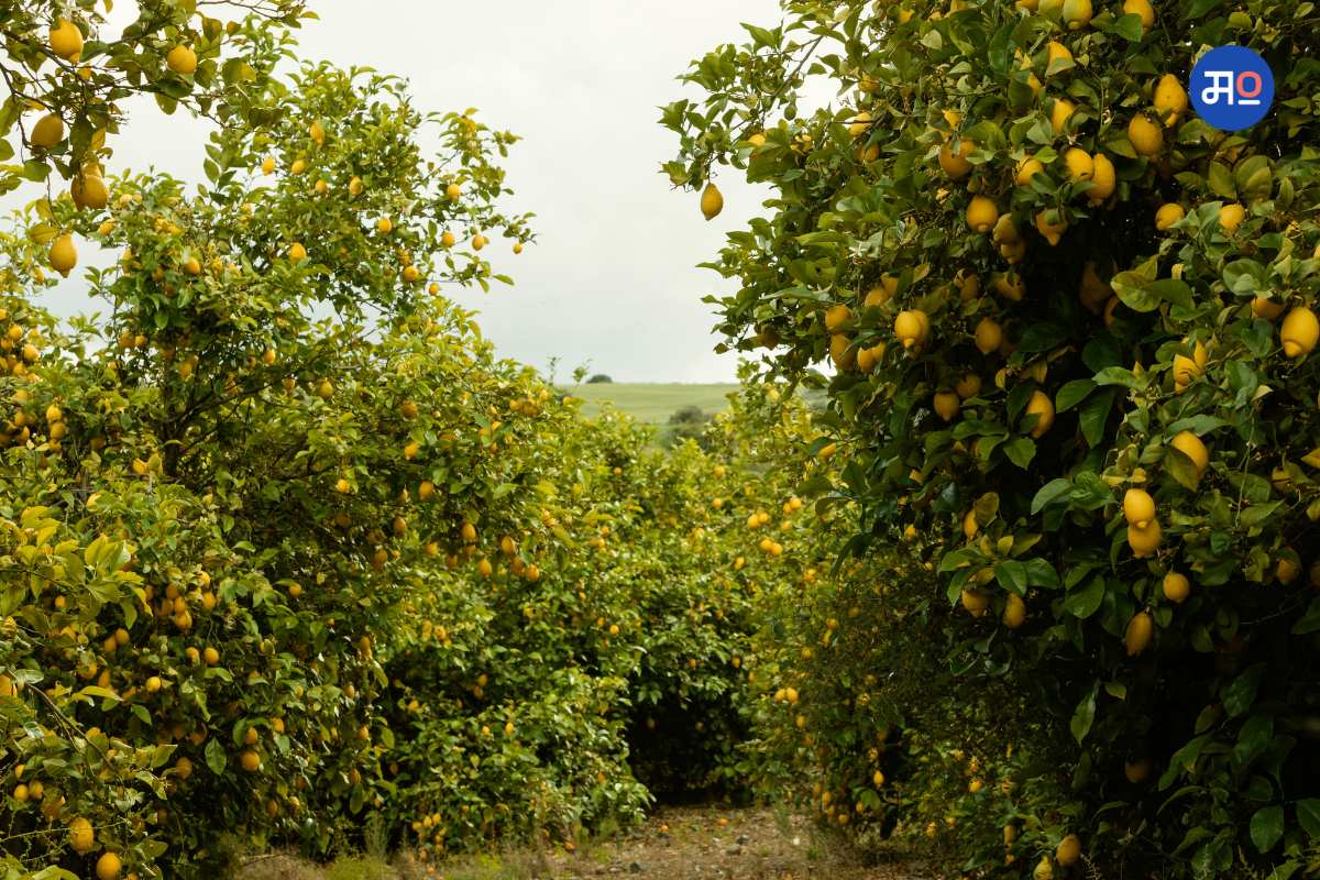 Govt Scheme :  भाऊसाहेब फुंडकर फळबाग लागवड योजनेतून खतांसाठी मिळणार 100 टक्के अनुदान